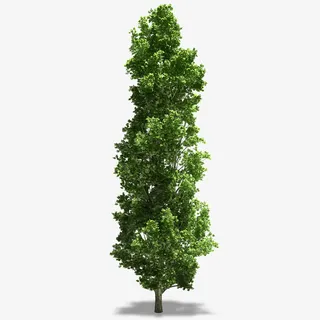 树木和树木的影子简图免抠