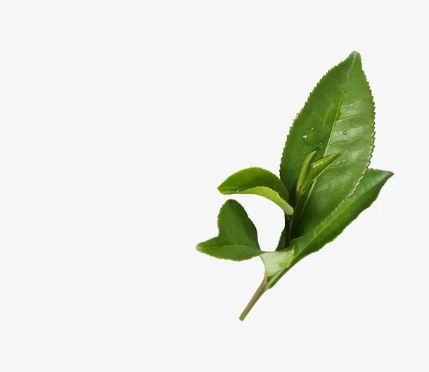 茶叶叶片免抠