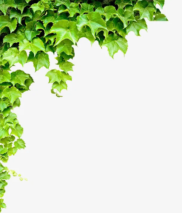 爬山虎叶免抠