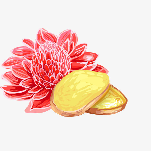 姜片和鲜花免抠