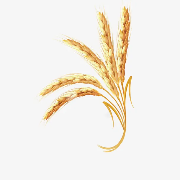 金黄色低头饱满五指状小麦穗免抠