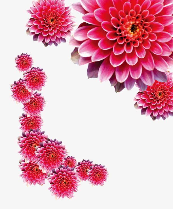 母亲节红色装饰花免抠