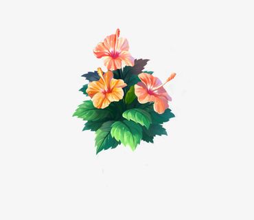 盛开的扶桑花免抠