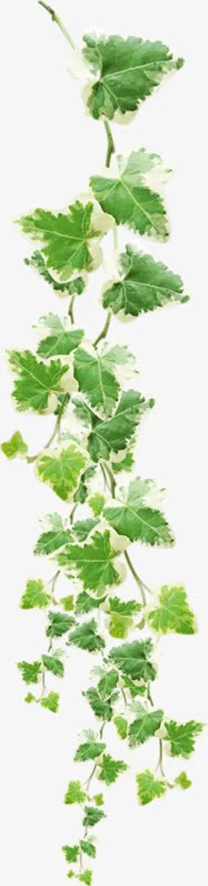 绿叶免抠