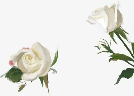 白色手绘玫瑰花免抠 白色手绘玫瑰花免抠