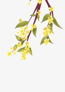 秋天金桂插画免抠