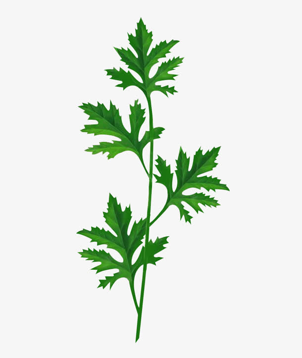 手绘绿色树叶艾草免抠