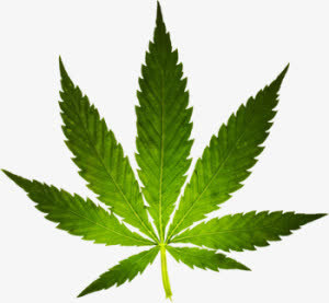 发光的叶子免抠