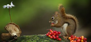 梦幻森林背景高清