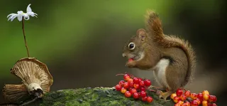 梦幻森林背景高清