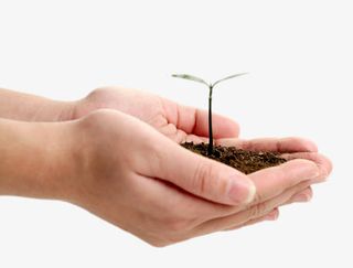 捧在手里的小树苗免抠