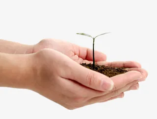 捧在手里的小树苗免抠