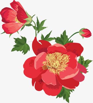 红色盛开的鲜花免抠