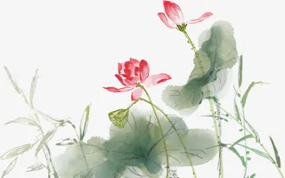 夏季，荷花，水墨荷花，夏天免抠