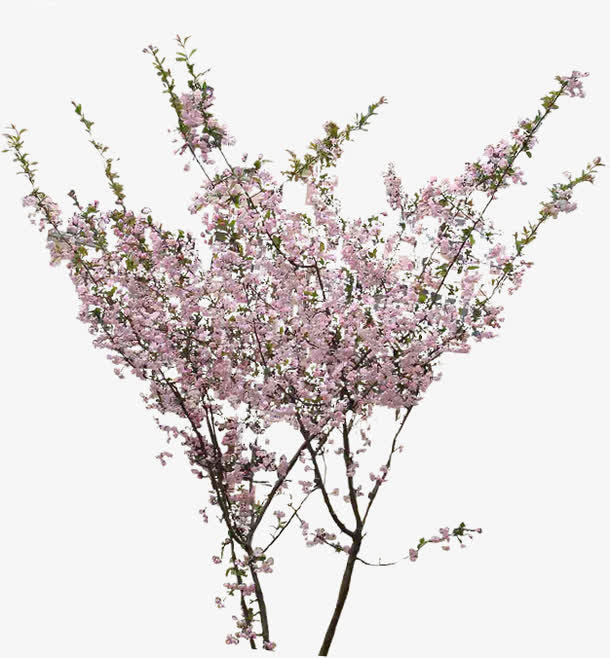 粉色小花树枝景观免抠