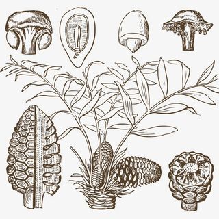 手绘的树叶免抠