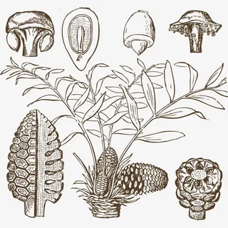 手绘的树叶免抠