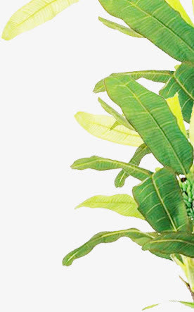 春天黄绿色植物叶子装饰免抠