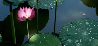 荷塘月色背景高清