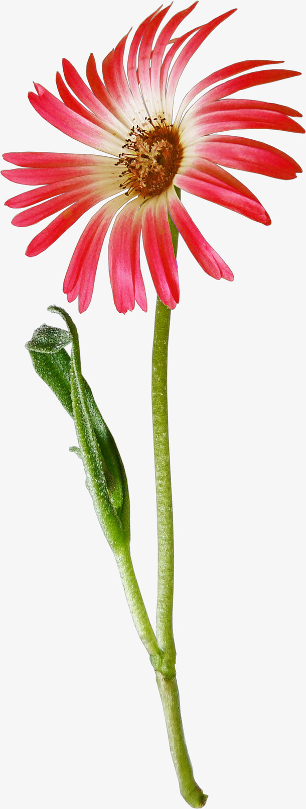 绿植花卉唯美花卉图片免抠