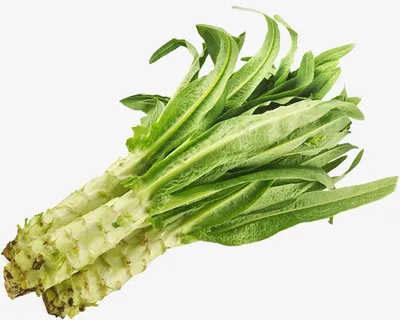 新鲜的莴笋特写免抠 新鲜的莴笋特写免抠