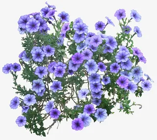 紫色牵牛花免抠