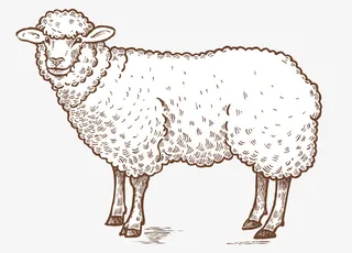 手绘写实线描绵羊免抠