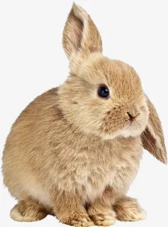 可爱小兔子免抠