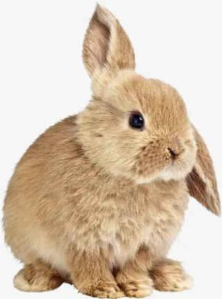 可爱小兔子免抠