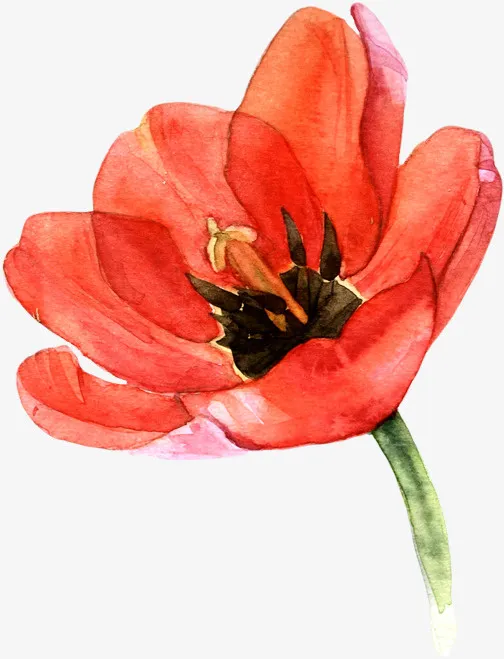 水彩中国风虞美人花插画素材免抠