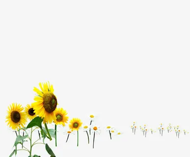 向日葵免抠