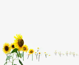 向日葵免抠