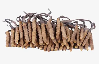 一排冬虫夏草免抠