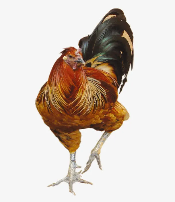 乡村鸡免抠