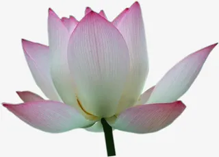 荷花 花朵 花卉免抠