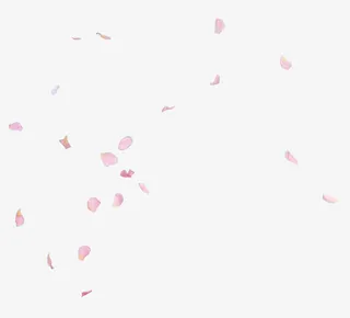 玫瑰花瓣素材免抠