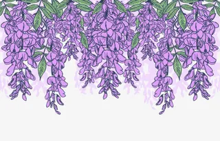 紫藤背景图