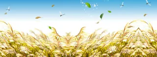 淘宝稻穗唯美背景banner