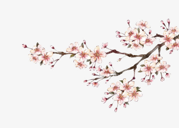 梨花免抠