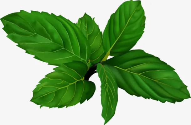 翠绿的薄荷叶免抠