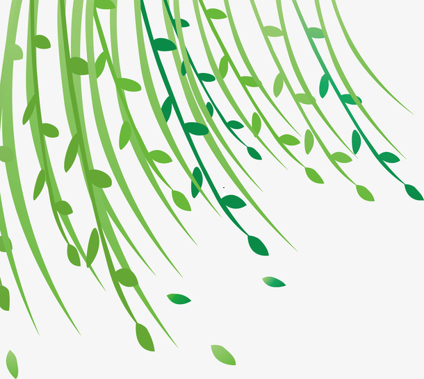 柳树 柳叶 绿色  春天免抠