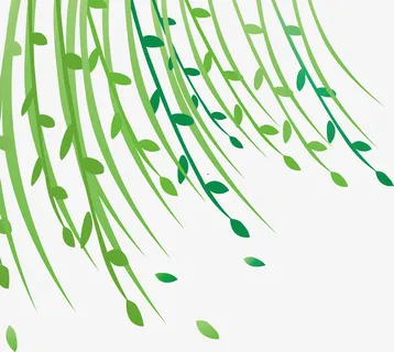 柳树 柳叶 绿色  春天免抠