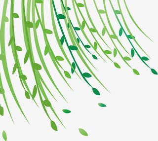 柳树 柳叶 绿色  春天免抠