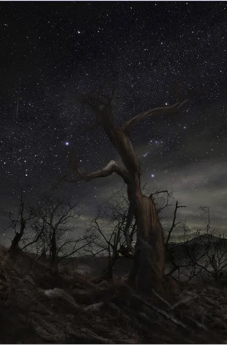 黑夜中的胡杨免抠