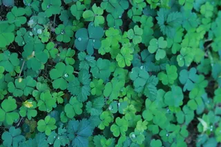 夏天的四叶草高清