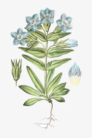 龙胆属药草插画免抠