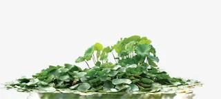 水面绿色荷叶免抠