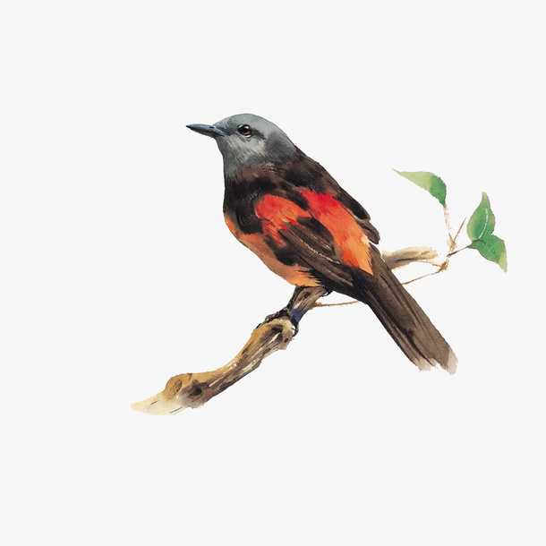 在枯木上的鸟免抠