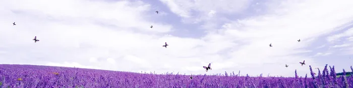 紫色背景高清