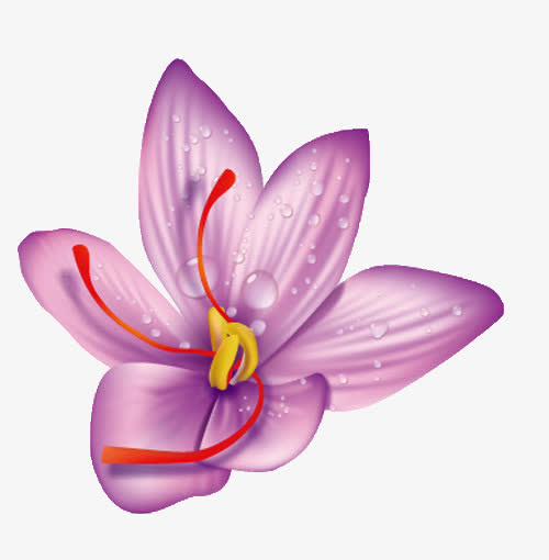 藏红花免抠